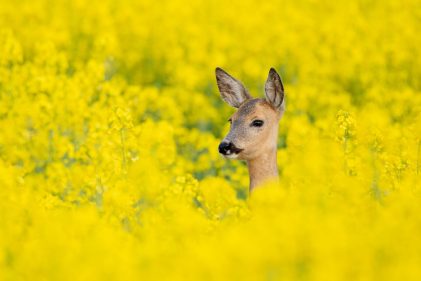 Mirosław Olędzki – Bariera nieNaturalna